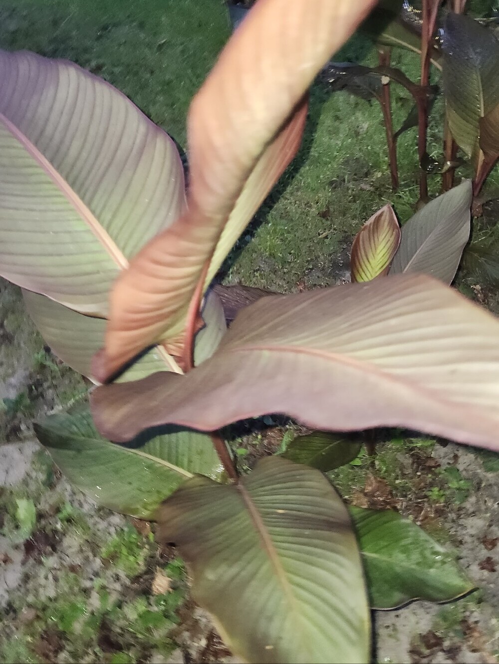 CANNA LILY 'S